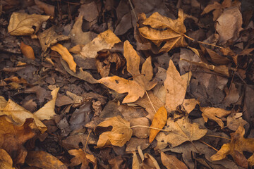 fallen autumn leaves