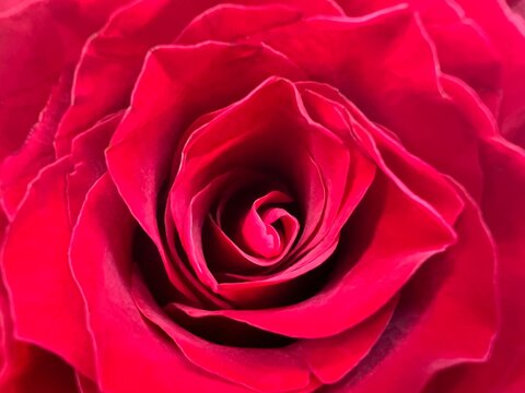 Close up red roses petals red flowers isolated background