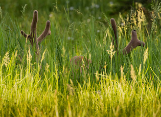 Large Bull Elk Antlers Stick Up in Tall Grass