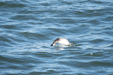 Horned grebe about to dive