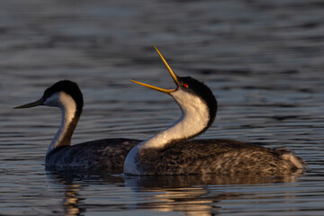 A couple of Western grebe, seen in the wild in North California