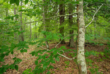 Deciduous forest in summer