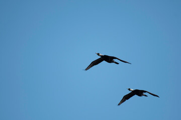 Two great cormorants flying in blue sky