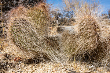 Long Spines of Cactus Growing in Rocky Wash