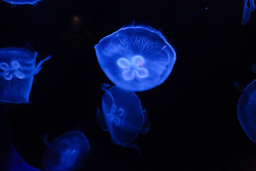 Glowing jellyfish in the sea