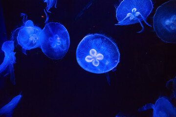 Glowing jellyfish in the sea