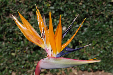 Blossom of a strelitzia bird of paradise in close-up view