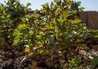 マーガレット クローズアップ