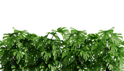 Tropical plant shrub bush cutout 3d rendering