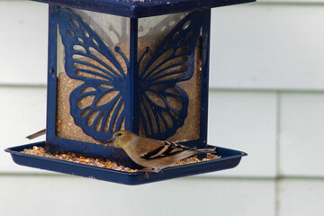 bird at a feeder