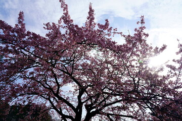 青空と桜花