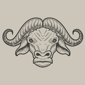 illustration buffalo head with engraving style