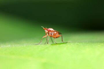 Flies on wild plants, North China
