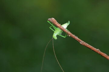Katydid nymphs in the wild, North China