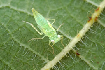 Leaf cicada on wild plants, North China
