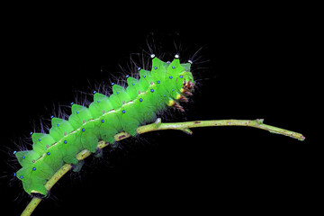 Naklejka premium Lepidoptera larvae in the wild, North China