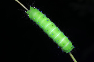 Lepidoptera larvae in the wild, North China
