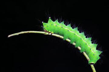 Naklejka premium Lepidoptera larvae in the wild, North China