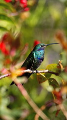Sparkling violetear (Colibri coruscans) hummingbird perched in a flowering bush in Cotacachi, Ecuador