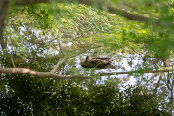 水面に浮かぶカモ