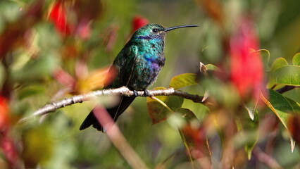 Sparkling violetear (Colibri coruscans) hummingbird perched in a flowering bush in Cotacachi, Ecuador