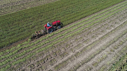 Fototapeta premium Farmers drive agricultural machinery to harvest peanuts in the farmland and take aerial photos, North China