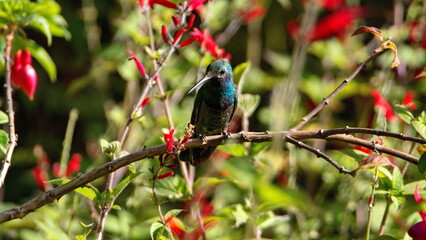 Sparkling violetear (Colibri coruscans) hummingbird perched in a flowering bush in Cotacachi, Ecuador