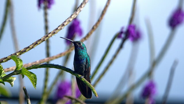Sparkling violetear (Colibri coruscans) hummingbird perched in a porterweed flower in Cotacachi, Ecuador