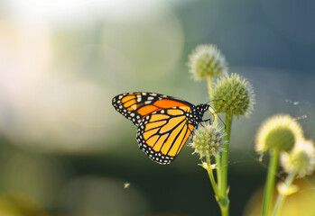 butterfly on flower