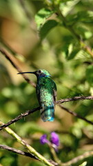 Sparkling violetear (Colibri coruscans) hummingbird perched in a flowering bush in Cotacachi, Ecuador