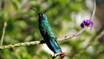 Sparkling violetear (Colibri coruscans) hummingbird perched in a flowering bush in Cotacachi, Ecuador