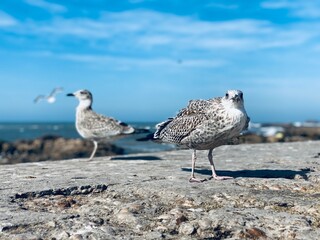 seagulls on the beach