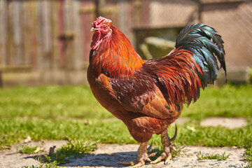 Bold rooster at the farm in countryside. © Maciej