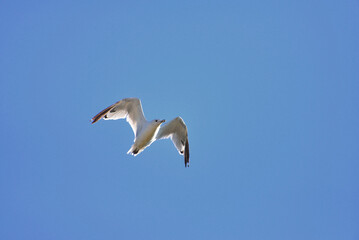 seagull in the sky
