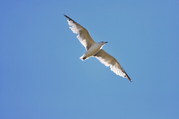 seagull flying in the sky