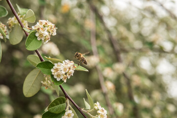 bee on a flower
