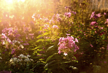 Fototapeta na wymiar flowers in the morning