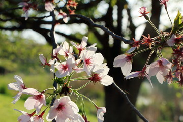 4月にさく散りかけのソメイヨシノ