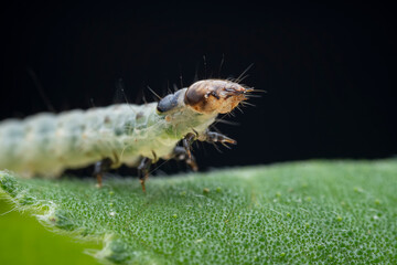 Lepidoptera larvae in the wild, North China