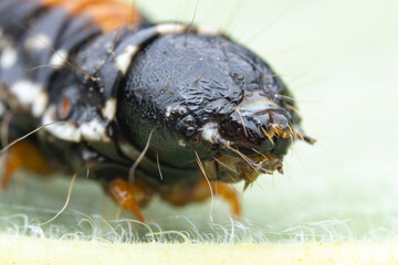 Lepidoptera larvae in the wild, North China