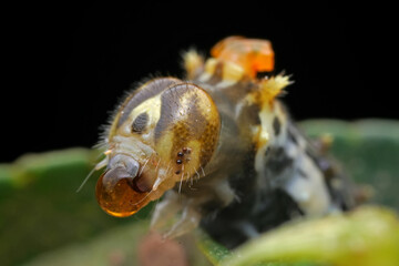 Lepidoptera larvae in the wild, North China