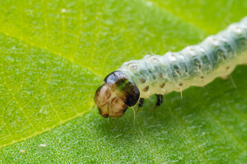 Lepidoptera larvae in the wild, North China
