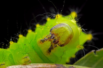 Lepidoptera larvae in the wild, North China