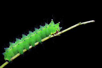 Lepidoptera larvae in the wild, North China