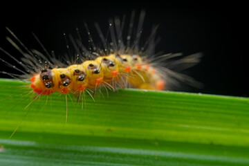 Lepidoptera larvae in the wild, North China