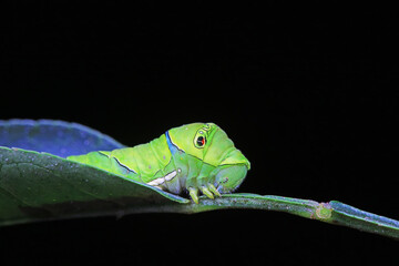 Lepidoptera larvae in the wild, North China