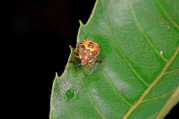 Hemiptera bugs in the wild, North China
