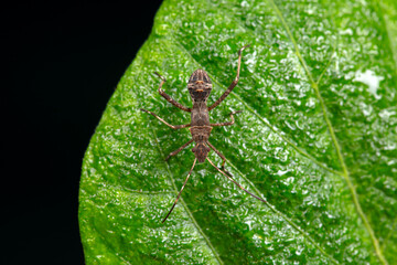 Point bee edge stink bug in the wild, North China