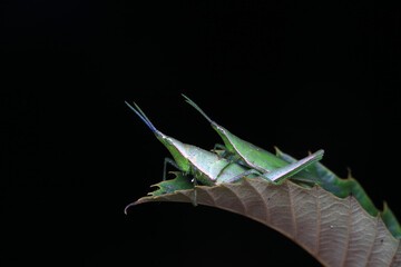 Atractomorpha sinensis in the wild, North China