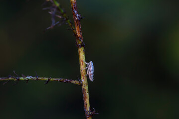 Leaf cicada on wild plants, North China